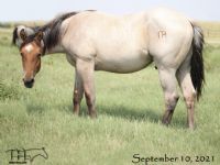 Speed Diva's 2020 Dun Roan Colt